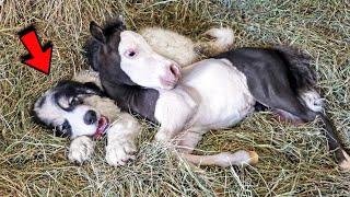 Mini Horse And Dog Grew Up Together Since Baby! Now They Are Inseparable