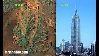 Man finds evidence of super massive tree w/leaves longer than the Empire State Building