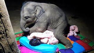 Frau schläft bei ihrem Elefanten und wacht schockiert auf. Dann passiert etwas Unglaubliches!