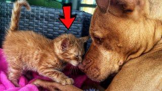 Rescue Pit Bull Adopt Tiny Kitty And Now Loves Her Like A Daughter