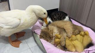 Fantastic animals!The kitten hugs the little duck and sleeps.????Mother duck’s behavior so funny cut