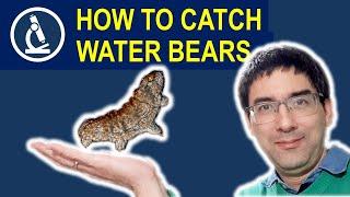 How to find WATER BEARS (Tardigrades) and why they are now also on the moon ???? 179