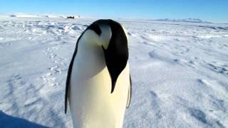 Wenn ein Kaiser-Pinguin zum ersten Mal einem Menschen begegnet