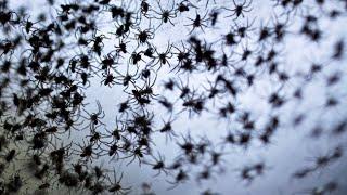 Spinnen-Babies regnen in Australien vom Himmel !