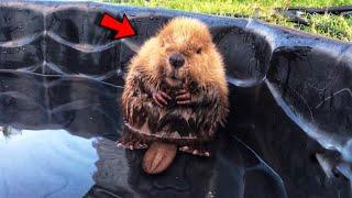 Rescued baby beaver builds dams all over the house while the owner sleeps