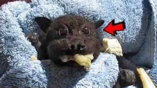 Woman adopted a baby bat that was hit by a car and raising him in her home