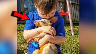 Boy raised a baby kangaroo that was found on the side of the road