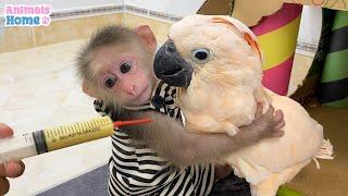 Unglaublich !  Affenbaby kümmert sich um Kakadu-Baby und sorgt dafür, dass es Futter bekommt